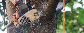Best Pest Control for Lawns  in Atoka, NM