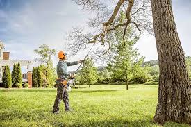 Reliable Atoka, NM Tree Care Solutions