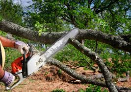 Best Arborist Consultation Services  in Atoka, NM