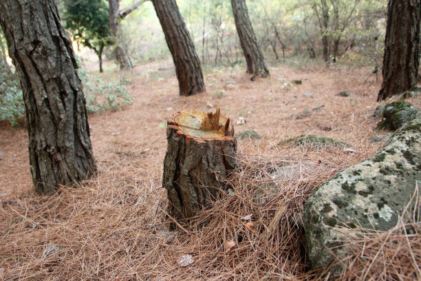Best Root Management and Removal  in Atoka, NM