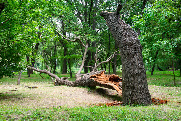 Best Tree Disease Treatment  in Atoka, NM