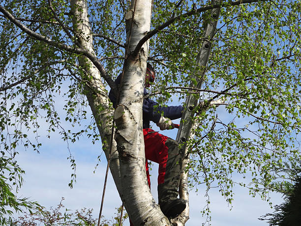 Best Emergency Tree Removal  in Atoka, NM
