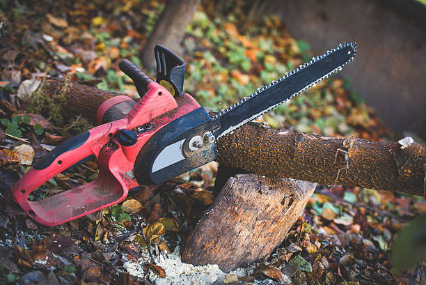 Best Tree Maintenance Programs  in Atoka, NM